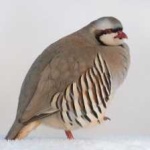 image of bird