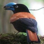 image of bird
