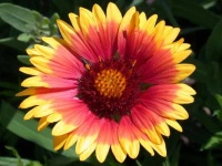 image of flower