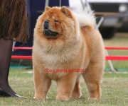 image of chow