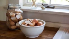 image of egg_shell