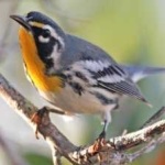 image of bird