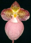 image of flower