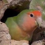 image of bird
