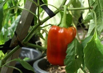 image of capsicum #10