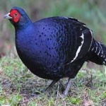 image of bird