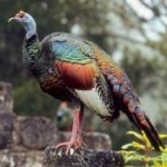 image of ocellated_turkey #2