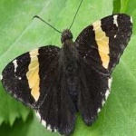 image of banded_butterfly #7