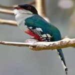 image of bird