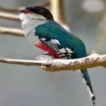 image of cuban_trogon #9