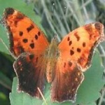 image of animal