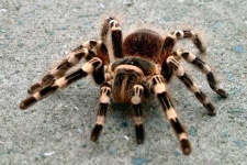 image of tarantula