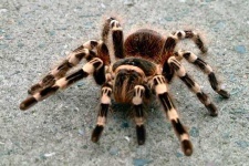 image of tarantula #0