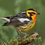image of bird