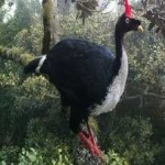 image of horned_guan #7