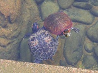 image of terrapin
