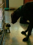 image of german_short_haired_pointer