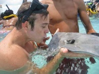 image of stingray