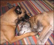 image of malinois