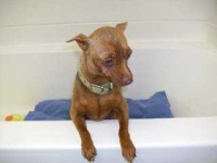 image of miniature_pinscher