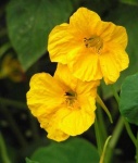 image of flower