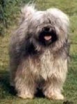 image of tibetan_terrier #7