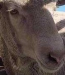 image of animal
