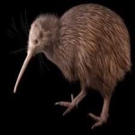 image of bird_kiwi #29