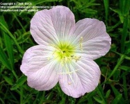 image of flower