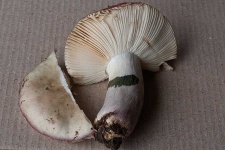 image of mushrooms