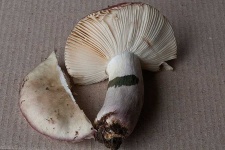 image of russula #21