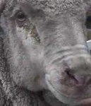 image of animal