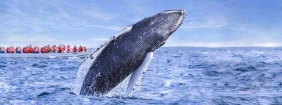 image of animal