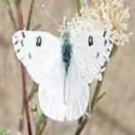 image of animal