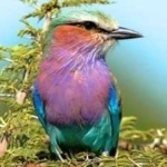 image of bird
