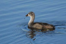 image of american_coot