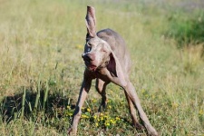 image of weimaraner