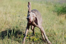 image of weimaraner #29