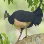 image of bird