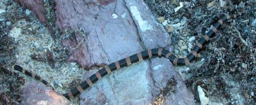 image of sea_snake