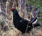 image of black_grouse