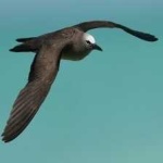 image of bird