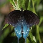 image of animal