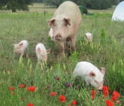 image of pig