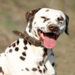 image of animal