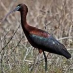 image of bird