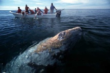 image of grey_whale
