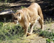 image of cougar