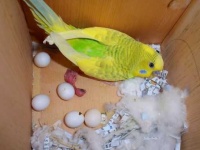 image of parakeet