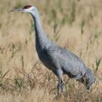 image of bird